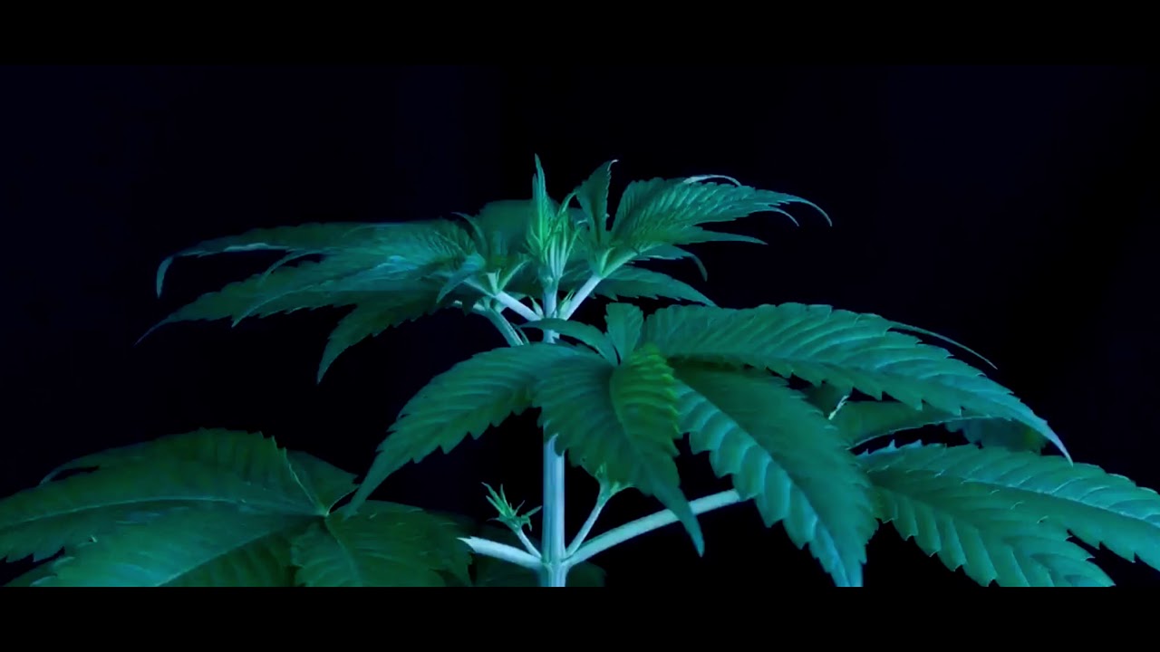 Grow time lapse - Cannabis