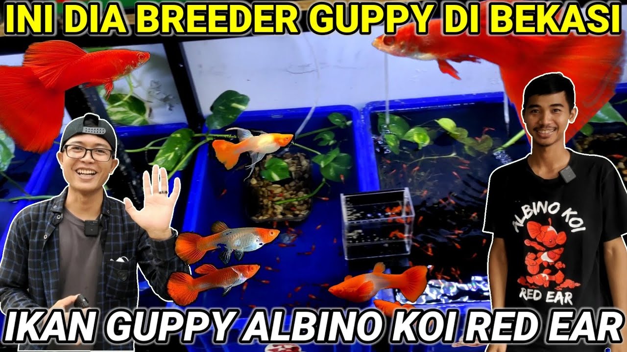 BARU TAU DI BEKASI ADA BREEDER IKAN GUPPY ALBINO KOI RED EAR || GILE SERASA LIHAT IKAN LAUT GUYS...