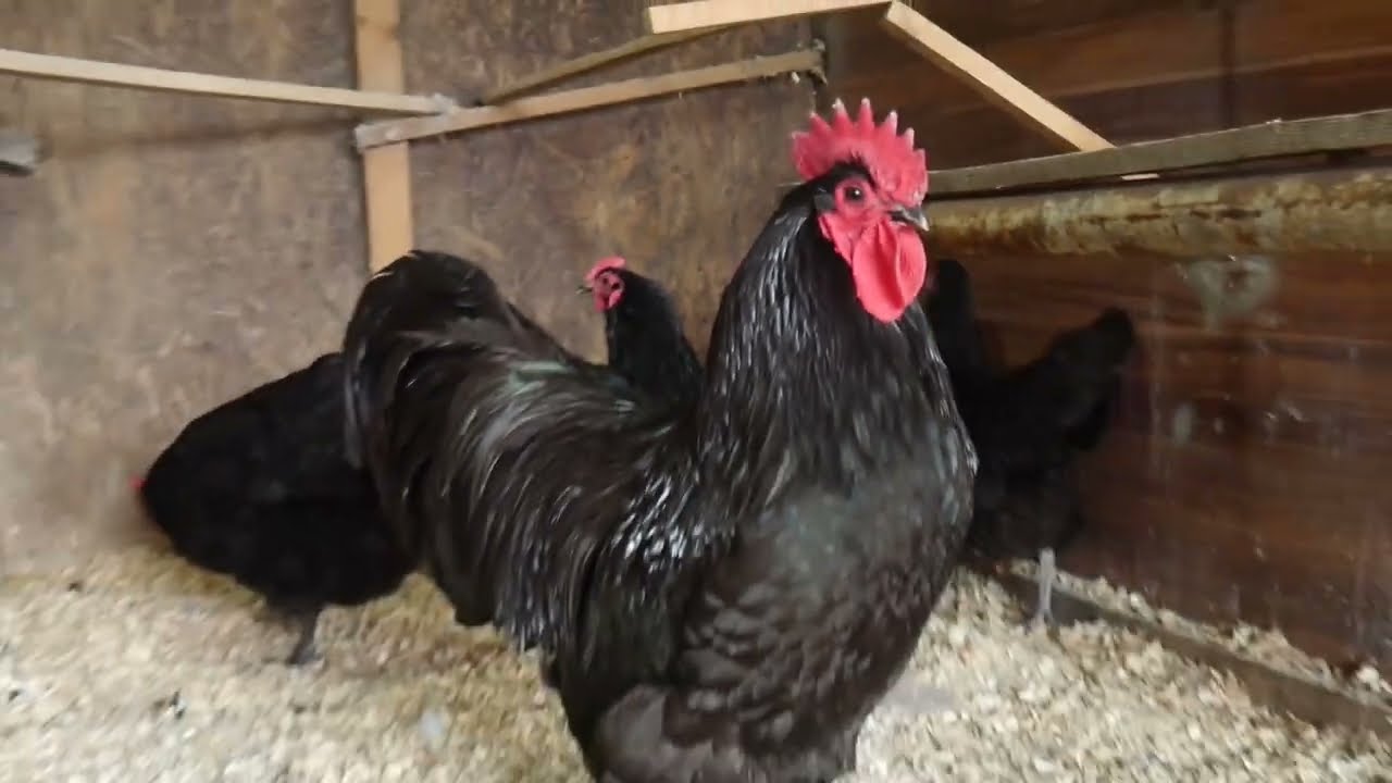 Viața la țară - Crescătoria de Găini de rasă la Leo din Tecuci - Australorp - Hamburg - Chabo