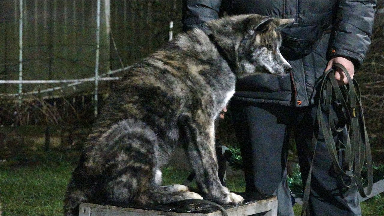 ДТ-101. Правильный щенок акита-ину Хошико.