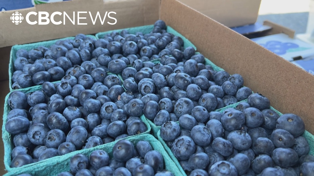 B.C. blueberries pitched to India as trade diversification drive intensifies