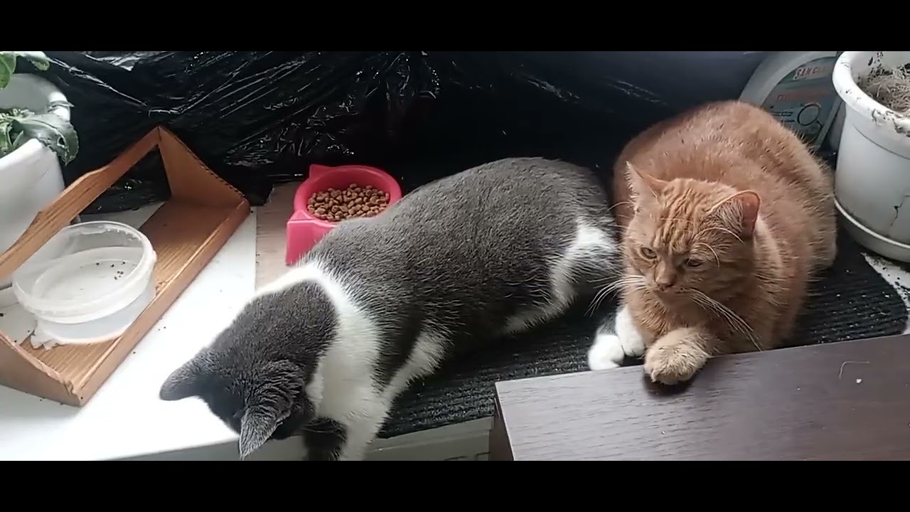 КНОПОЧКА И МИЛЕДИ. Нашли где теплее всего в доме🤭