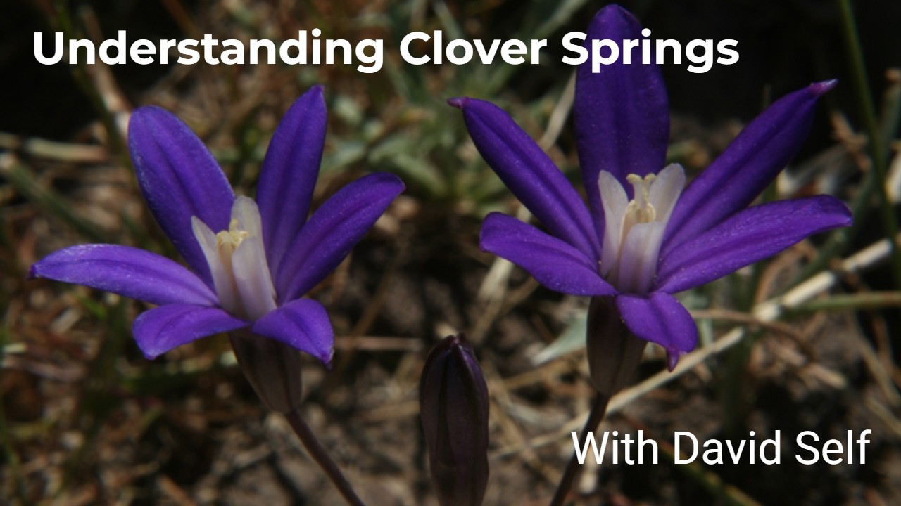 Wildflowers of Clover Springs and Tales They Tell