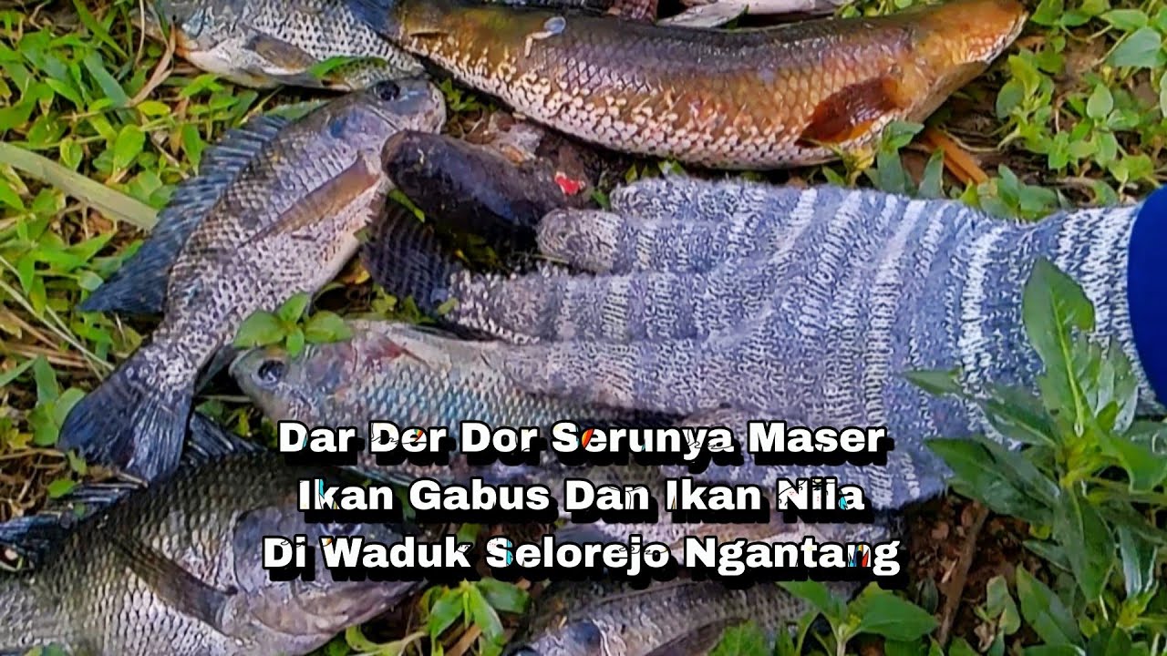 Serunya Maser Ikan Gabus Dan Ikan Nila Di Waduk Selorejo Ngantang 