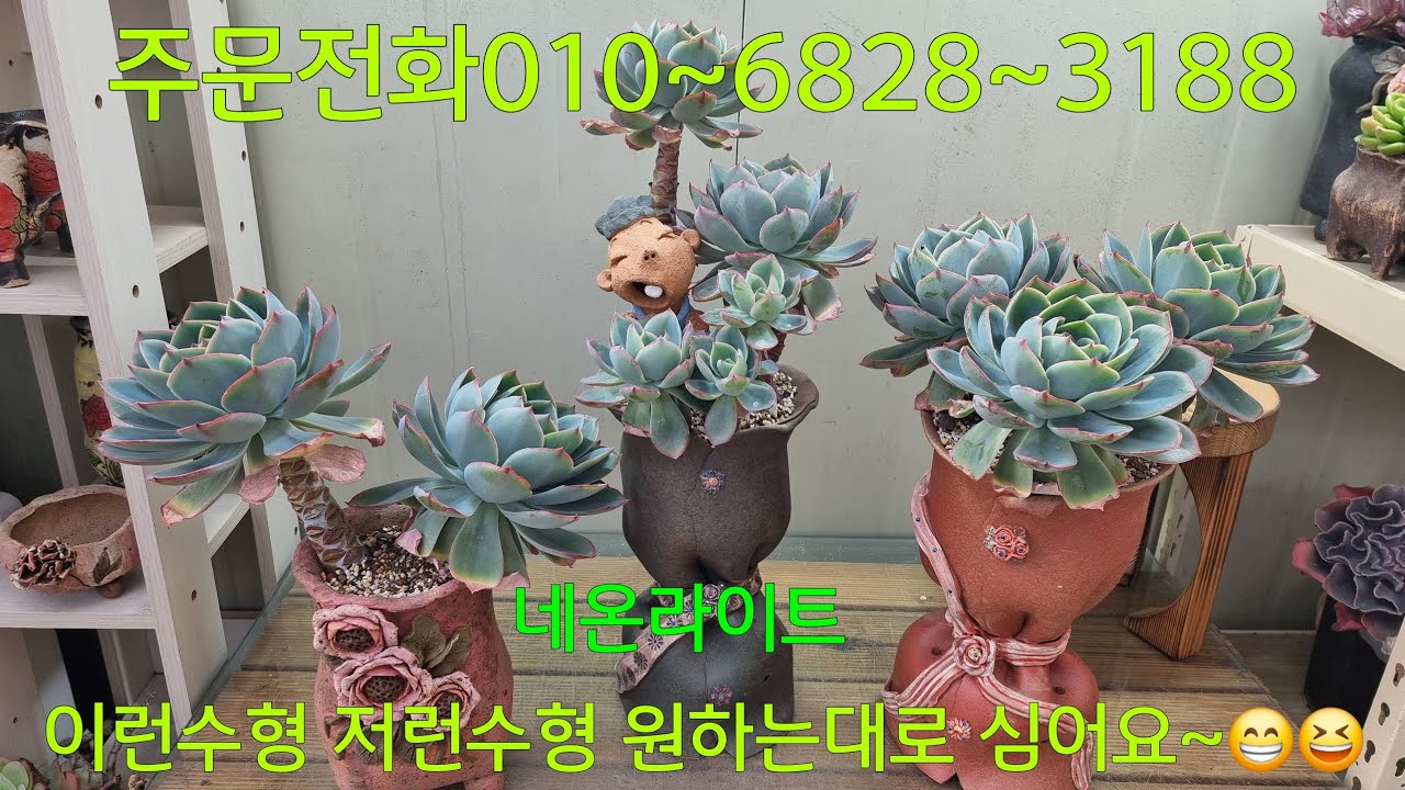 (26.2.26.목)💞주황색 화분만 남앗어요💞누가누가 이쁜가요~😁😆