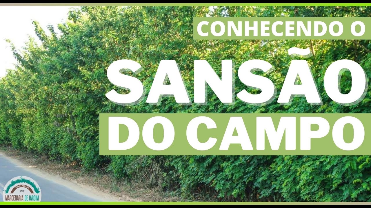 Sansão do Campo - Parte 1