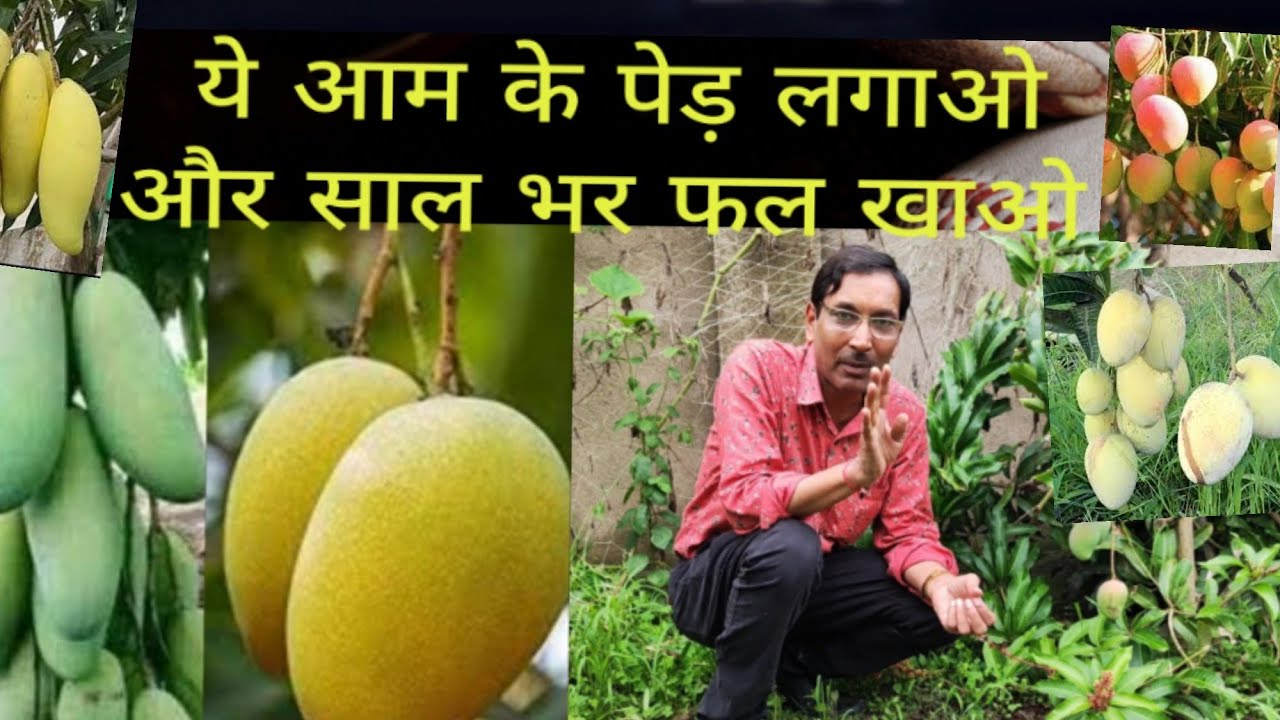 ये 5 आम का पेड़ लगाओ और साल भर फल खाते रहो ll 5 Best All time Mango Varieties for Home Garden