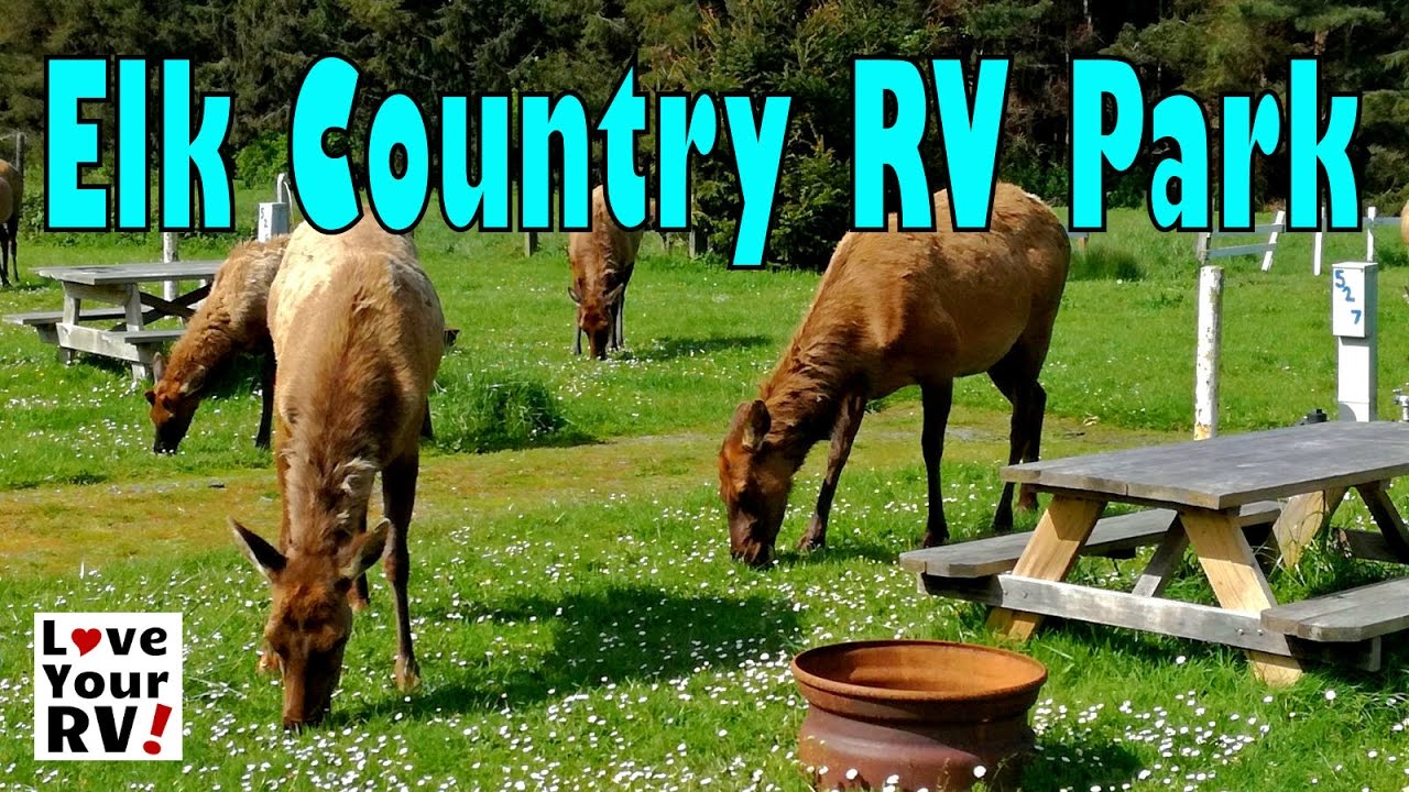 Amazing Camping Experience with Roosevelt Elk