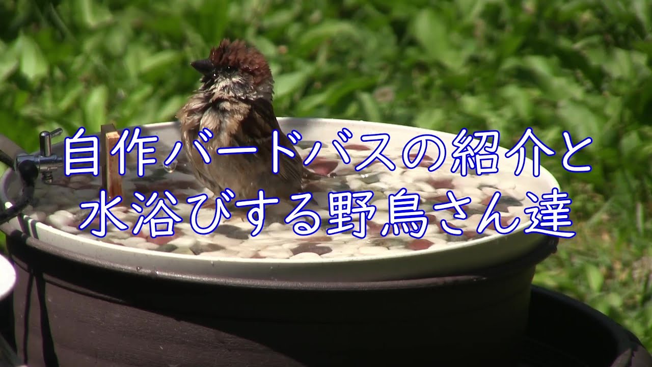 自作バードバスの紹介　ポタポタと水滴が落ちるバードバスの作り方【スズメさんだって立派な釧路の野鳥だよ】A birdbath that works using the siphon principle.