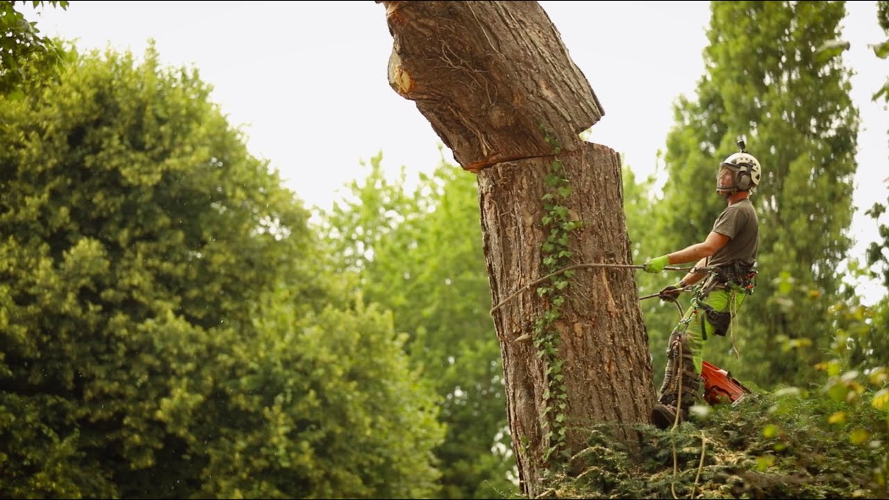 Arbortec Breatheflex Pro - Pine Tree Removal