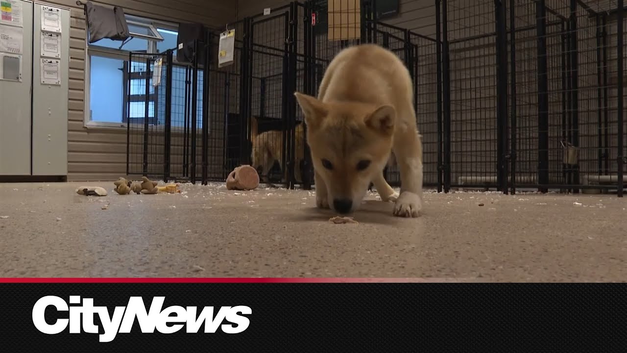 Montreal organization rescues 20 dogs from global dog meat industry