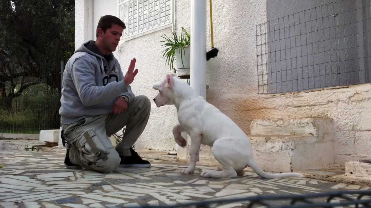 Casper.dogo argentino from Greece.Some trainning in progress.