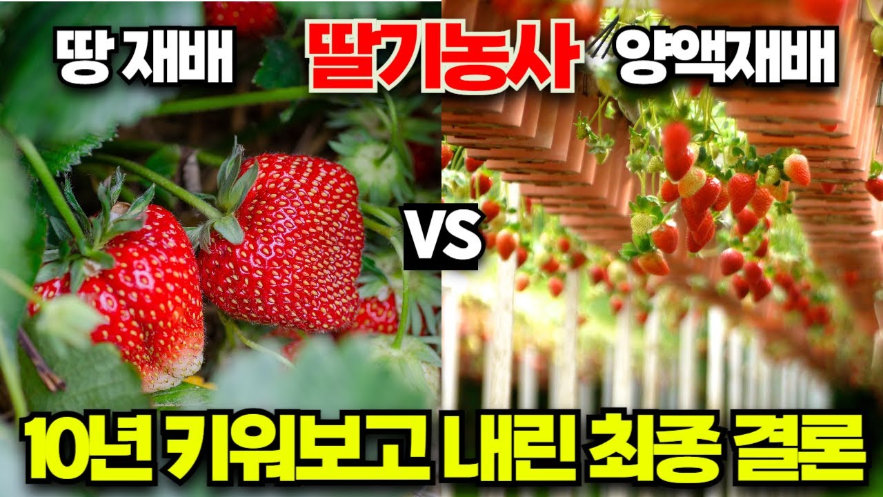 토경재배 VS 양액재배 👀 🍓딸기농사  👨‍🌾10년 키워보고 내린 최종 결론❓[🦸‍♂️식물방위대👨‍]