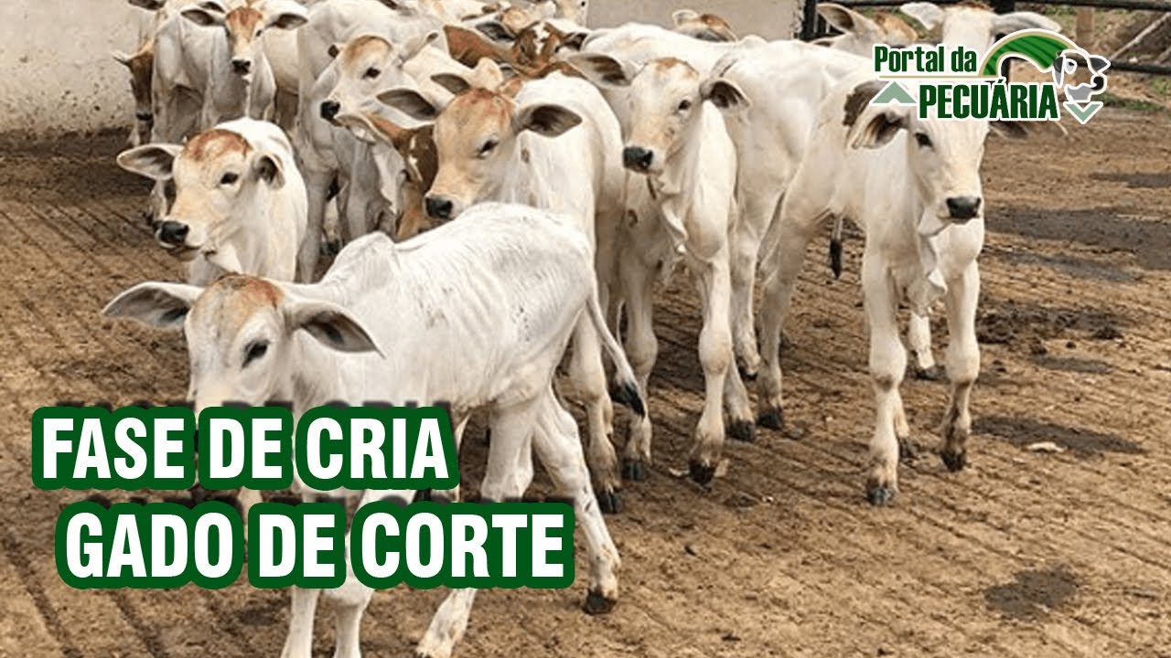 Fase de cria gado de corte -  EBOOK