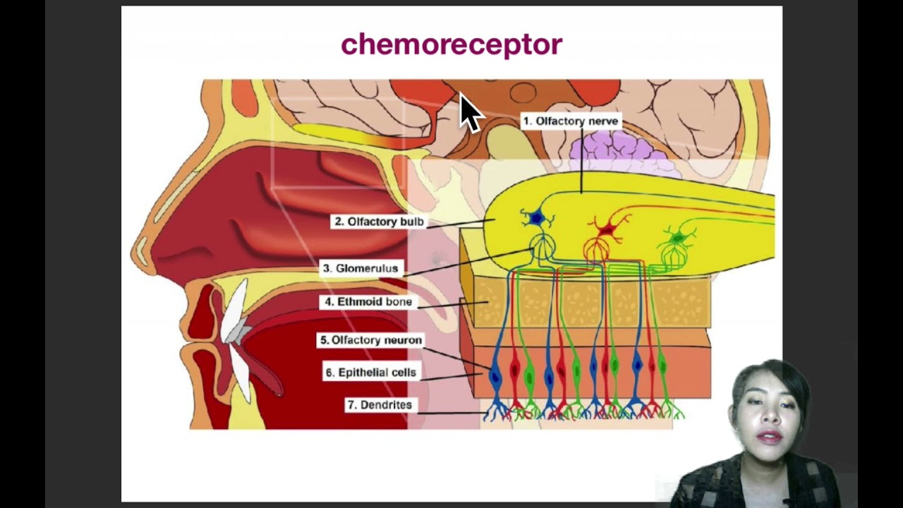 EP.10 อวัยวะรับสัมผัส (sense organs)