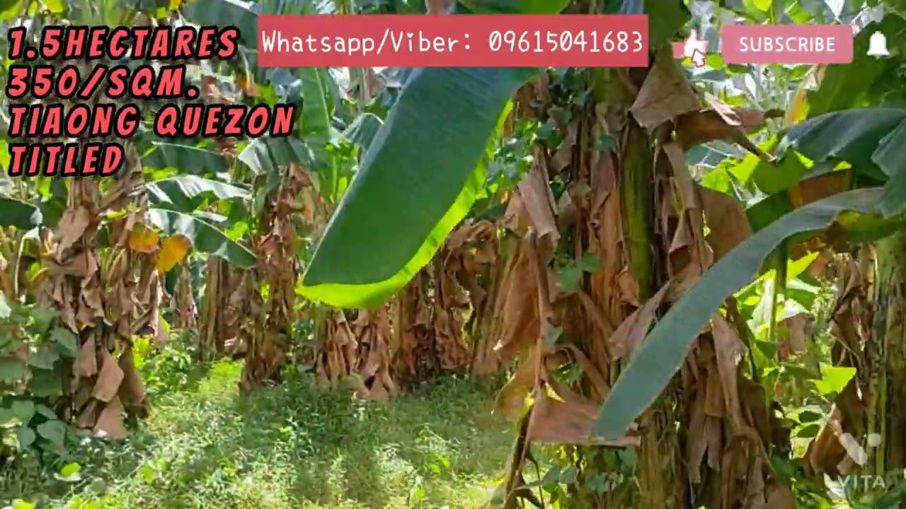 1.5HAS 350/SQM. TITLED TIAONG QUEZON PROVINCE ALONG RIVER