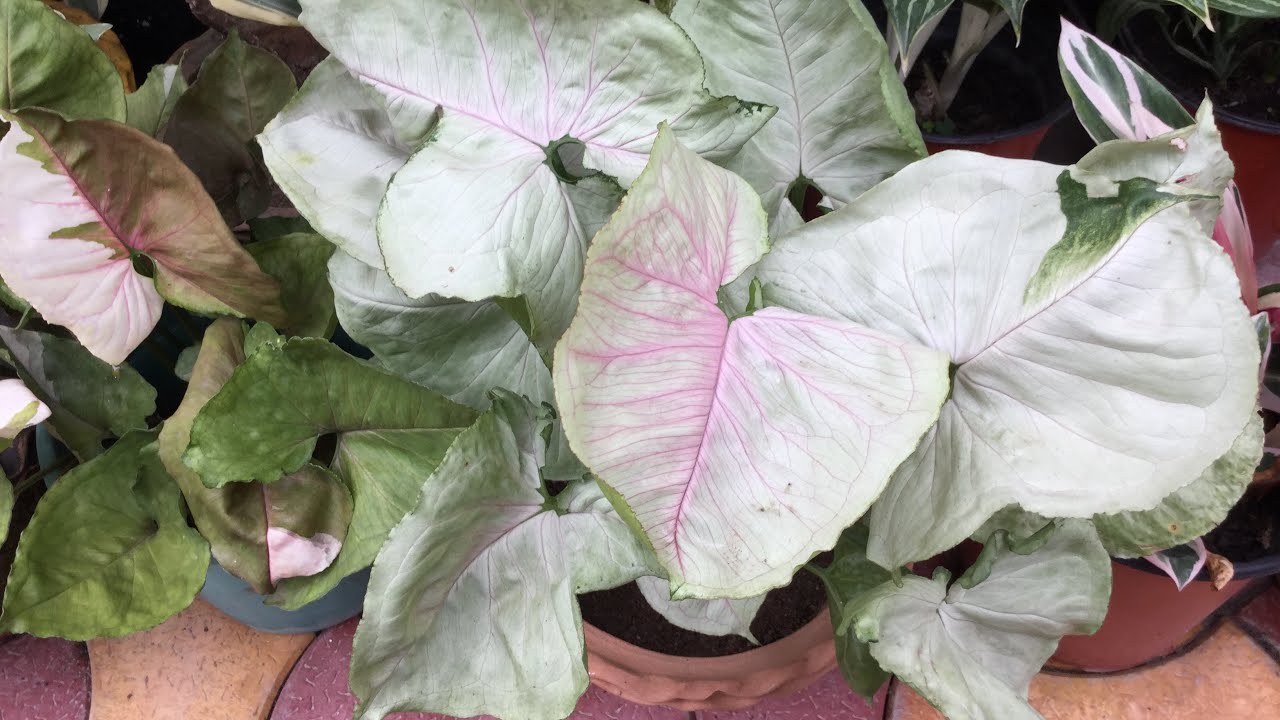 Top ten indoor plants for your home & office // Best plants for home / Easy to care plants with name