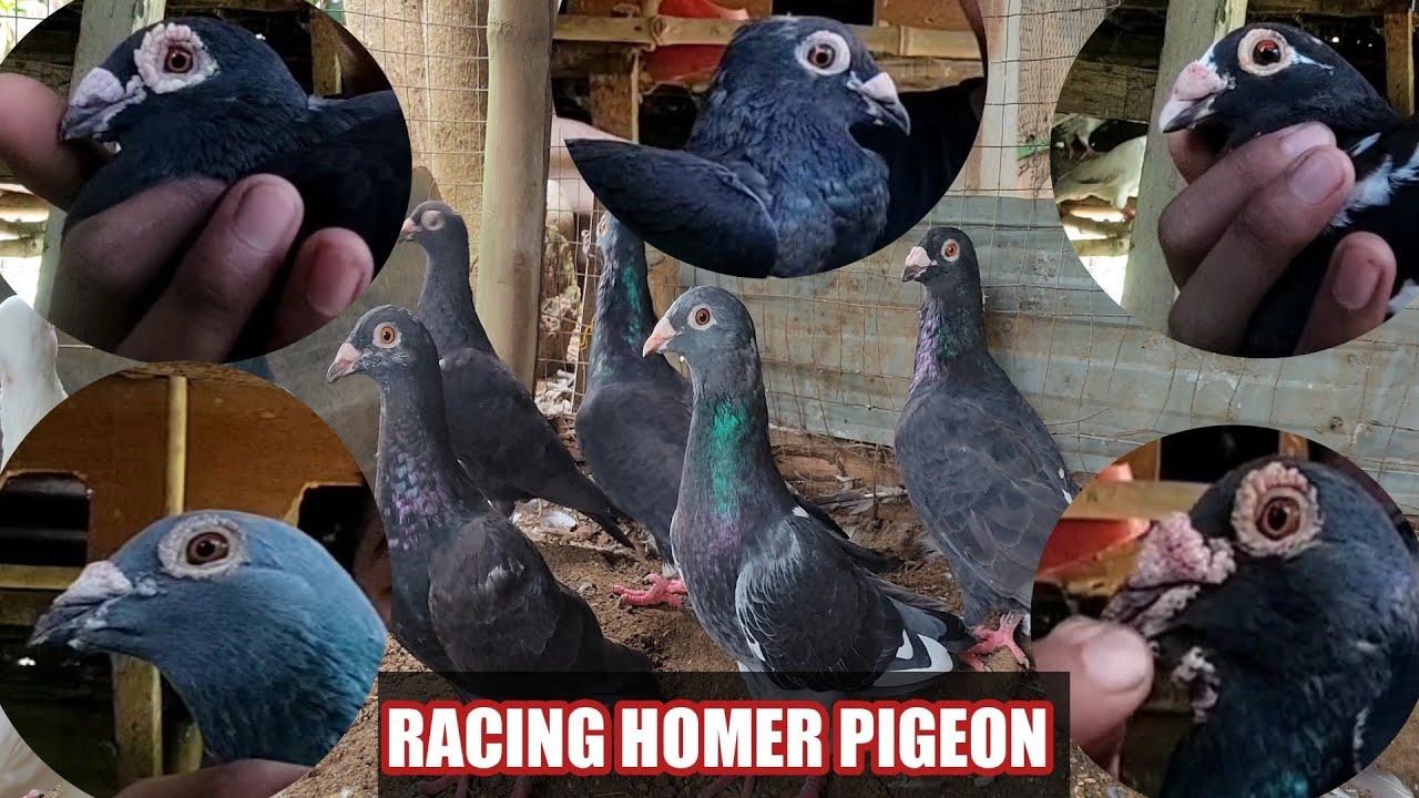 ALL ABOUT HOMER PIGEON | PAPS WENDELL TV