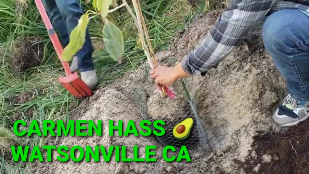 PLANTING AVOCADO TREE CARMEN HASS 🌳🥑PLANTANDO AGUACATE  WATSONVILLE CA 9b