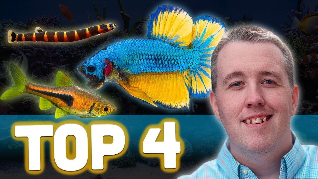 Top 4 Betta Tank Mates