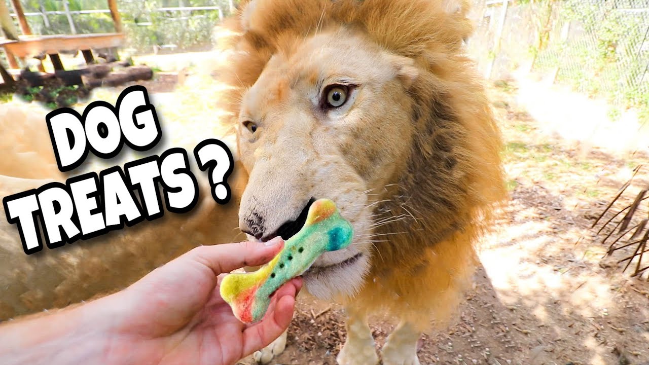 DO BIG CATS LIKE DOG TREATS ?