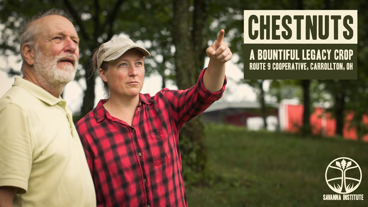 Chestnuts, A Bountiful Legacy Crop | Route 9 Cooperative, Carrollton, OH