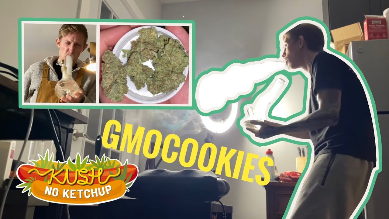Обзор штамма GMOcookies | KUSH NO KETCHUP