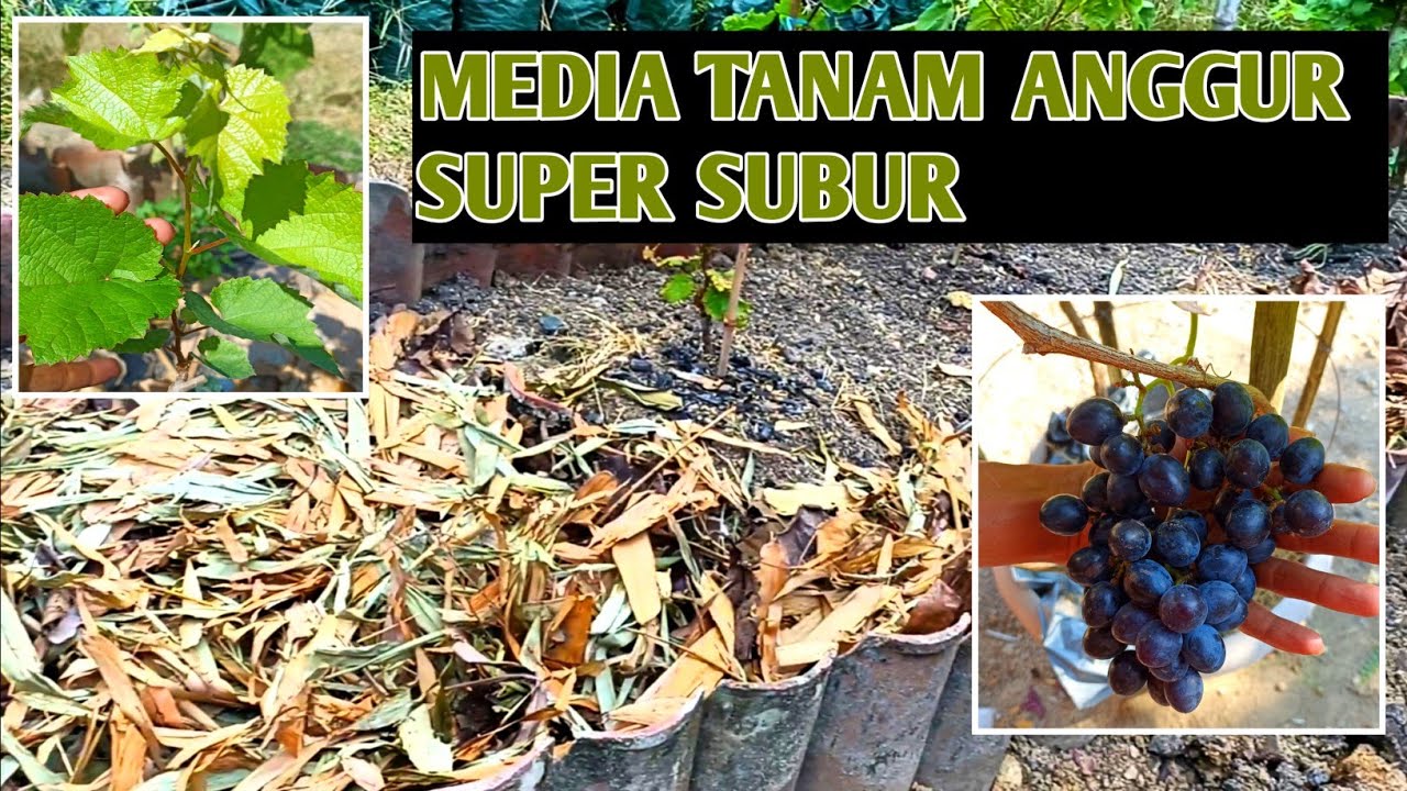 Rahasia Anggur Subur - Membuat Media Tanam Super Untuk Anggur Import