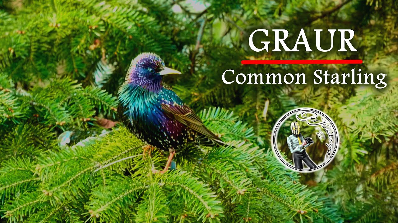 Graur | Common starling - 15.04.2021
