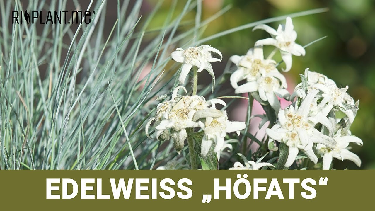 Edelwei&szlig; &lsquo;H&ouml;fats&lsquo; (Leontopodium alpinum) | riplant.me