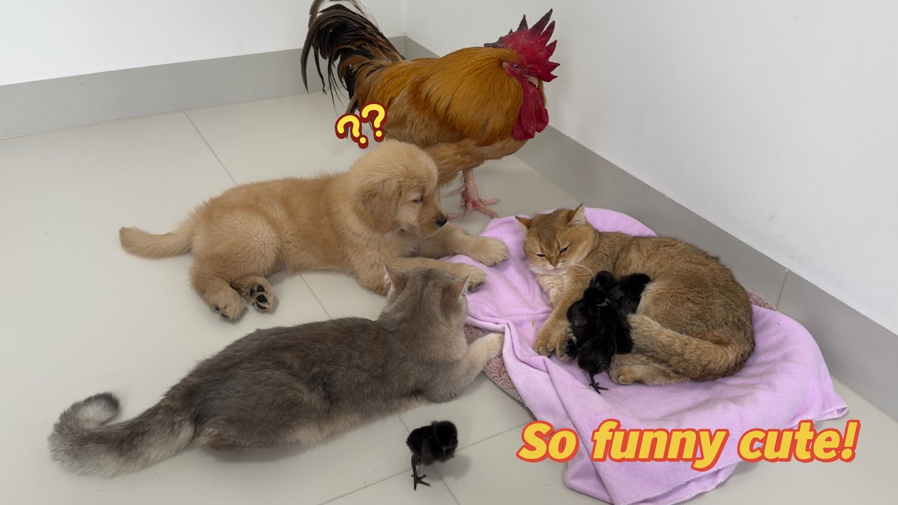 It's touching😊!mother cat and the funny puppy take care of the chicks together!Cute rooster kitten.