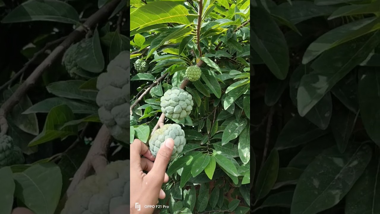 The Secret Behind the Custard Apple's Incredible Growth 🍏