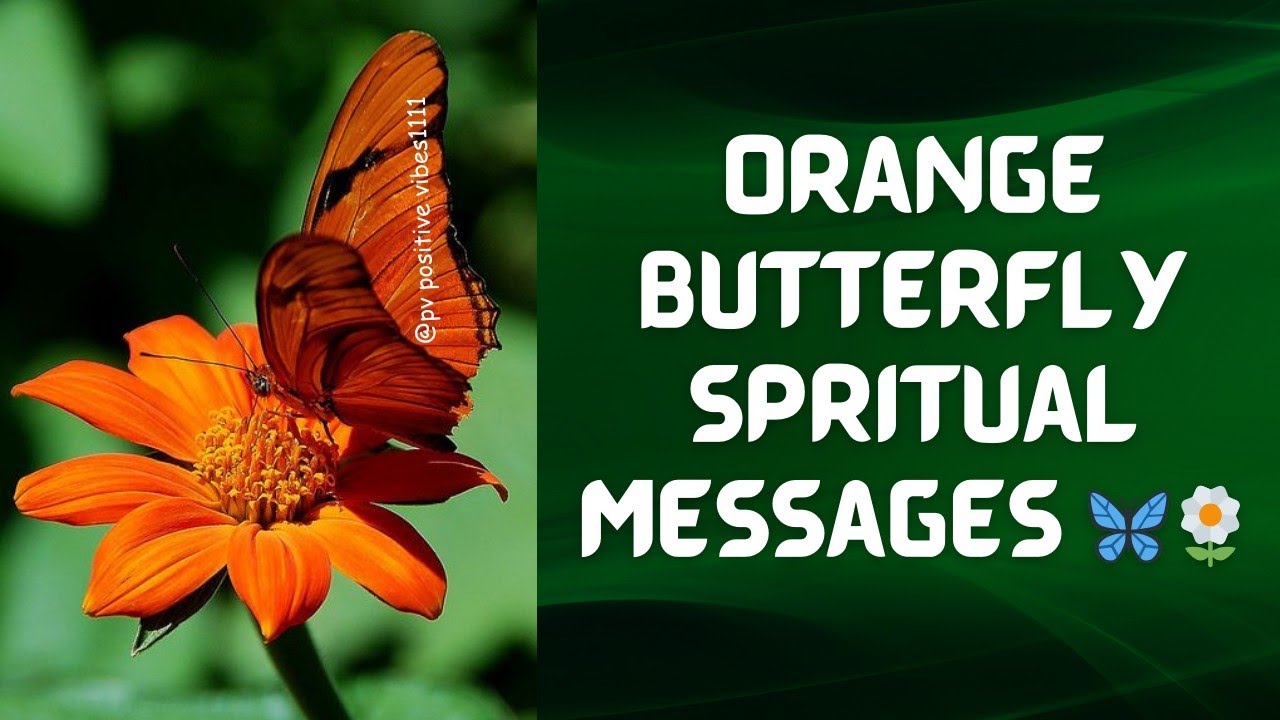 ORANGE BUTTERFLY SPRITUAL SYMBOLISM !! FIND YOUR MESSAGES ❤ 🌼🦋 @PVPositiveVibes1111