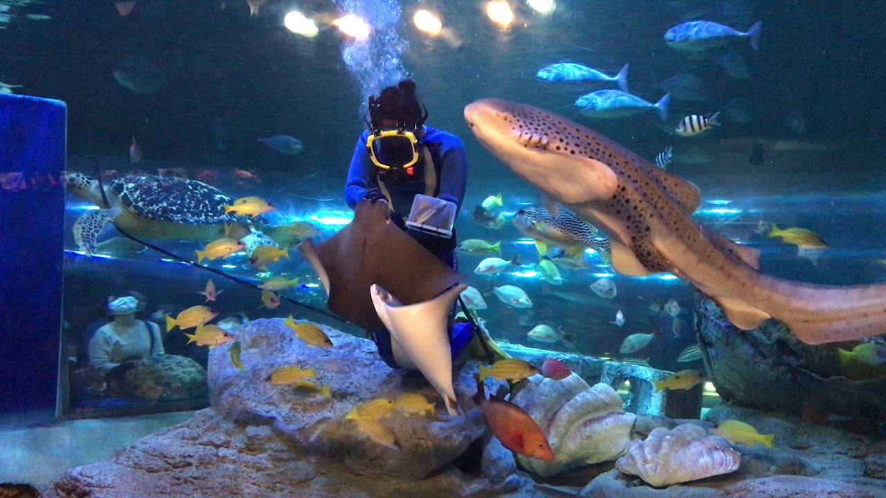 【しながわ水族館】お姉さんとなかよし【水中ショー】