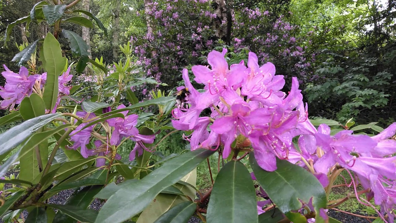 Bee bumbling around