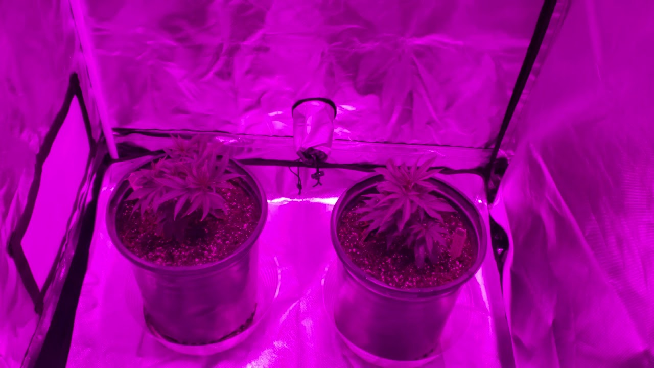 November 30th clones of Napali Pink and Venom OG