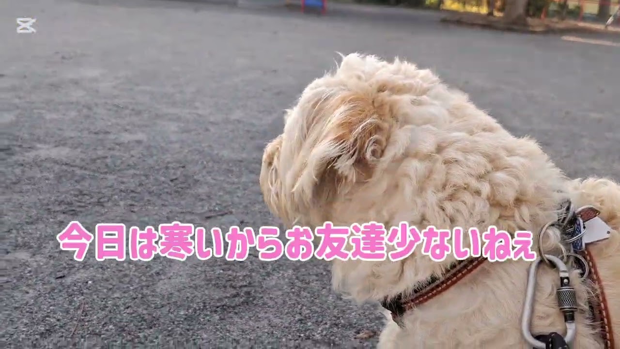 3月11日やっとお天気になって寒いけど頑張ったよ🐕🐶#柴犬#柴プー#可愛い犬