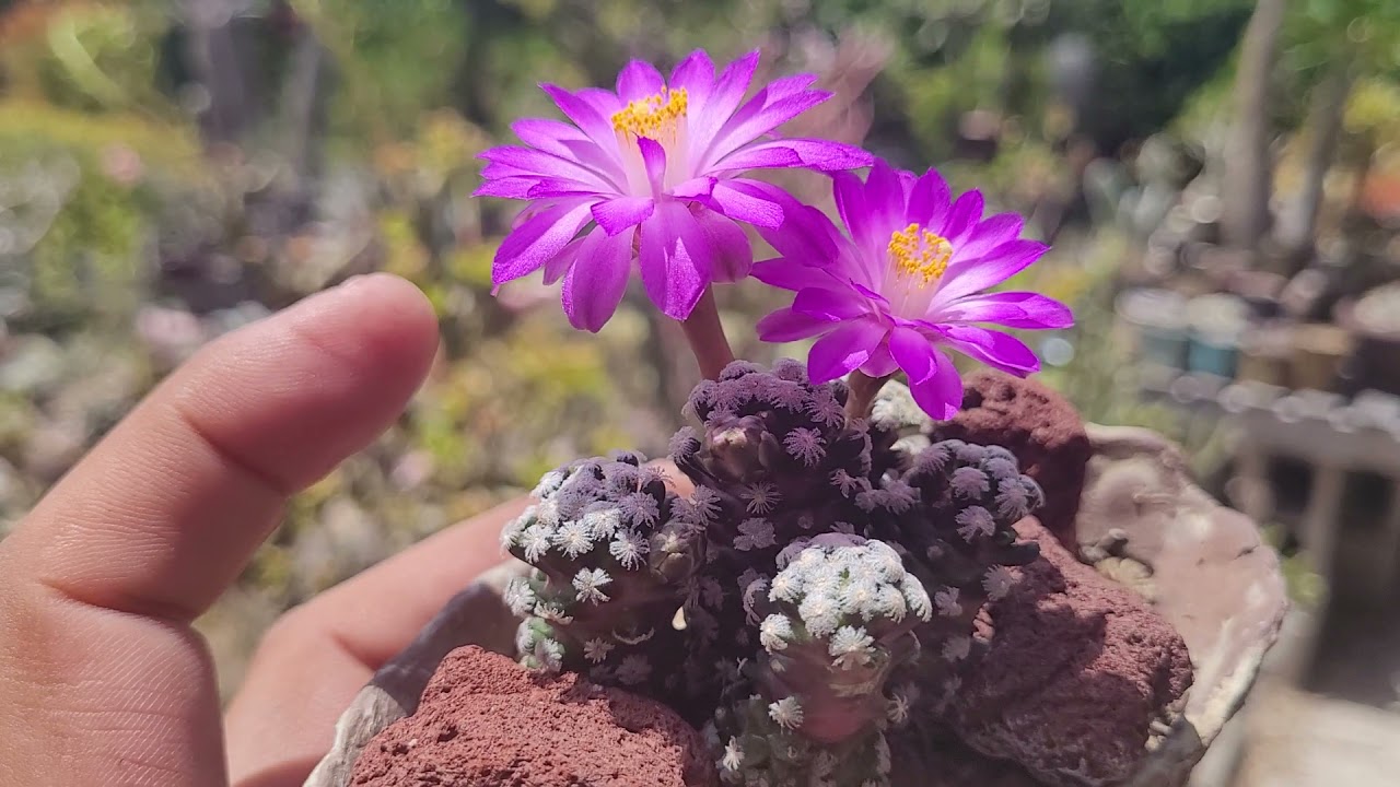 Mammillaria theresae