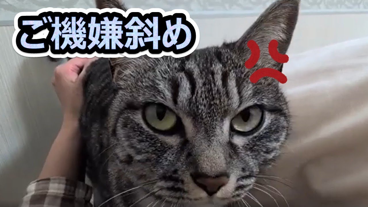 【ご機嫌斜めの😾スズ】日帰りかに🦀ツアーから帰ったら　拗ねるすねる😾これはしつこいぞ😥【スズと二人暮らし】