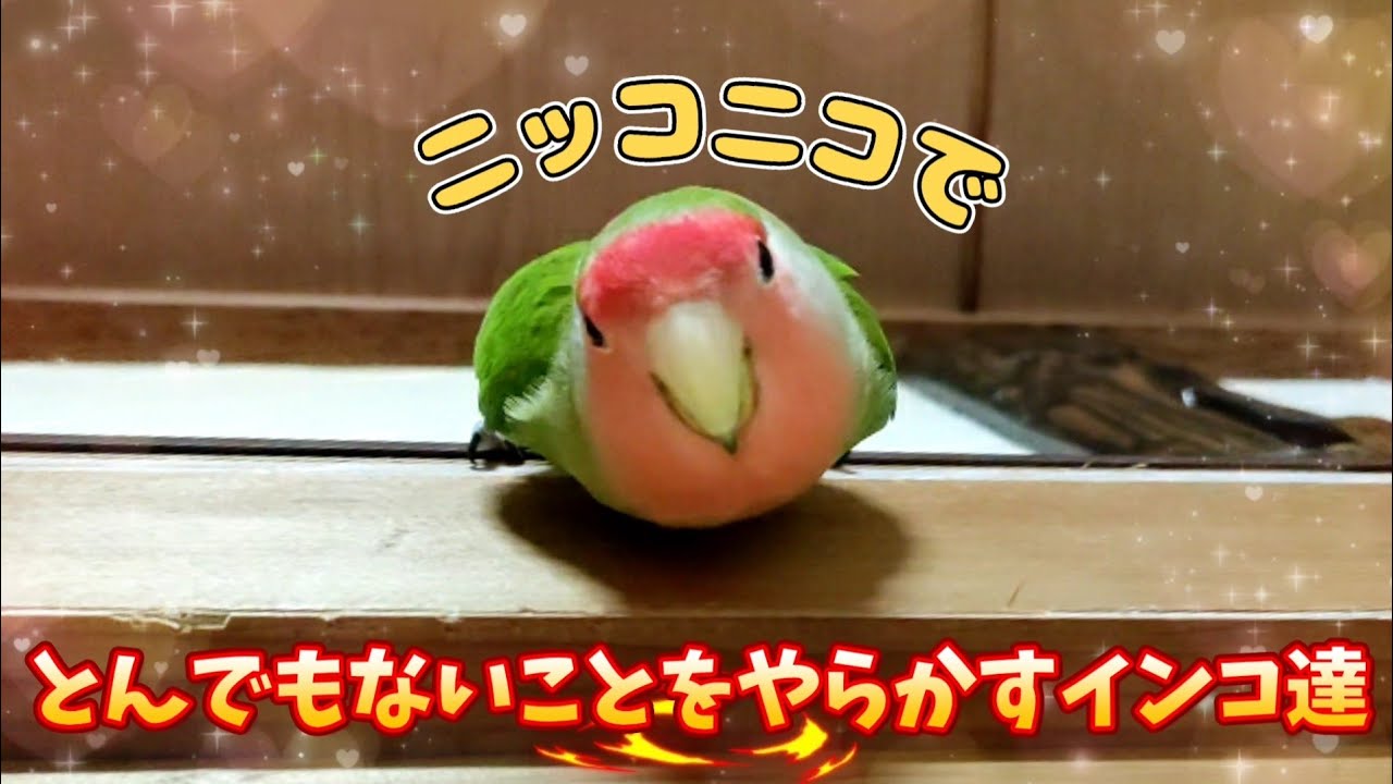 【天使の笑顔でぶっ壊す】破壊の限りを尽くすインコ達！