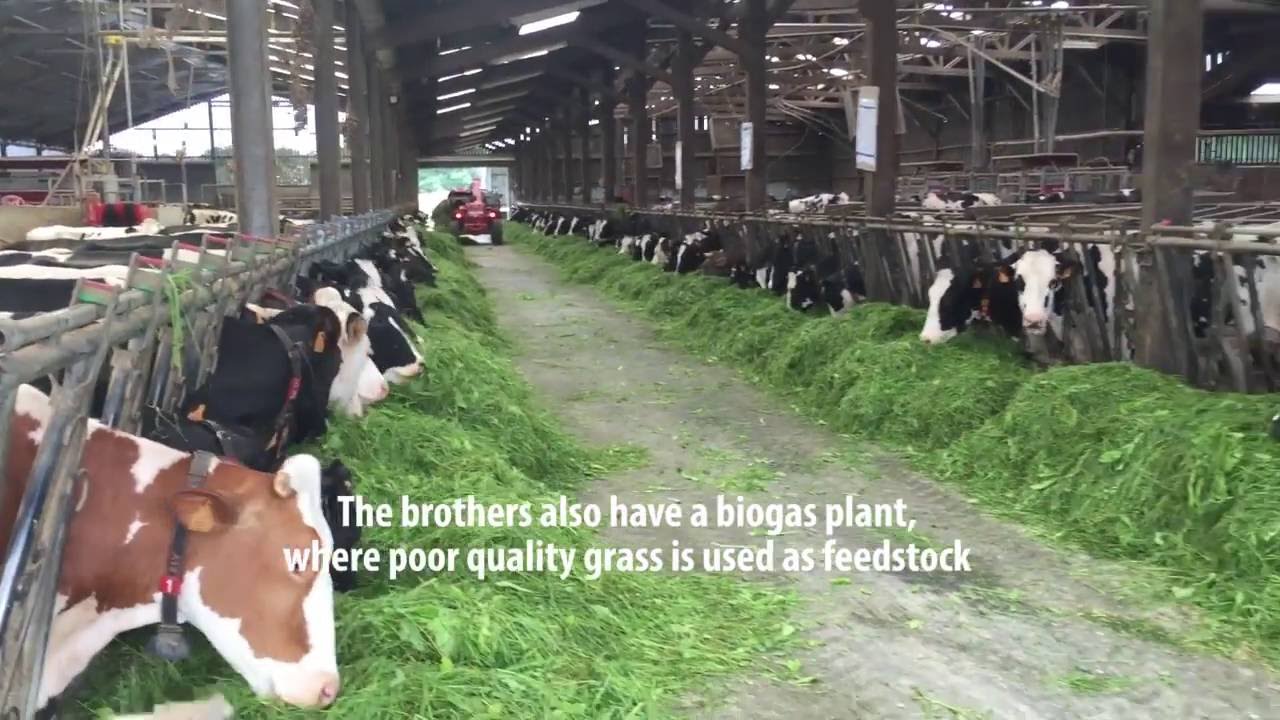 Dairy farms in France