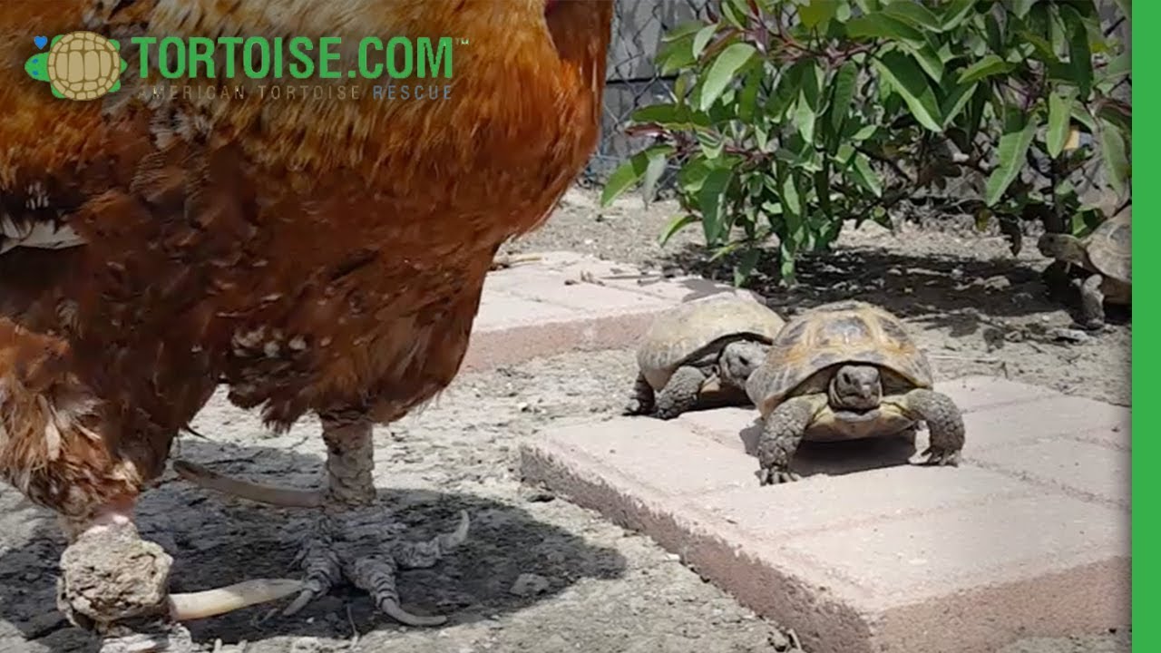 Roosters and Russians | American Tortoise Rescue