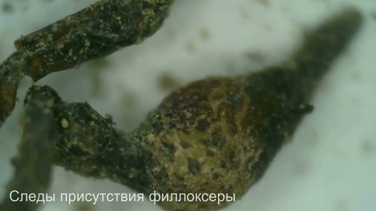 Филлоксера корневая форма (карантинный убийца винограда)