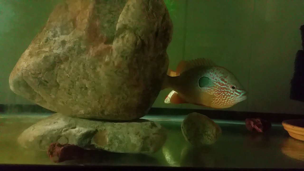Colorful long ear sunfish with 2 gold fish in 75-gallon tank. Video updated Nov 30, 2020