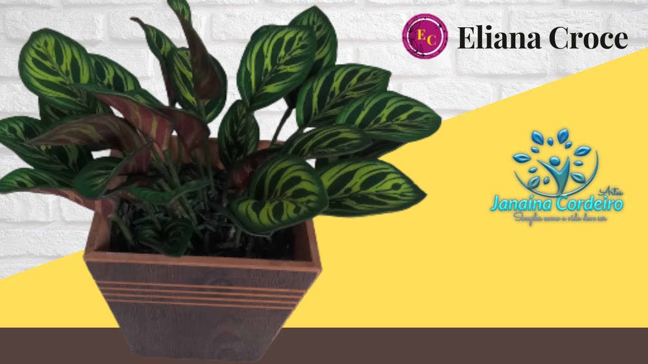 FOLHAGEM de Eva CALATHEA MAOYANA