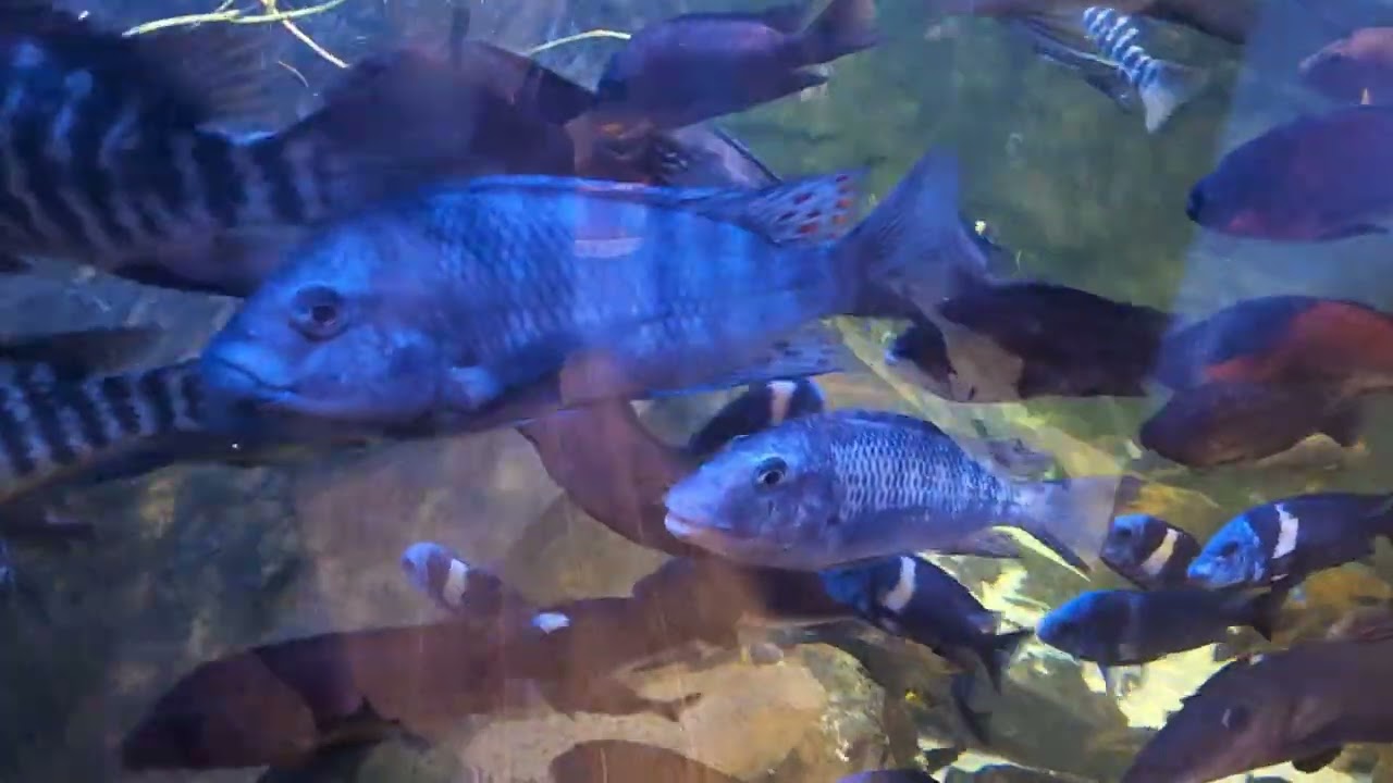 Tanganjika Petrochromis Tropheus Tank 10000 liter 