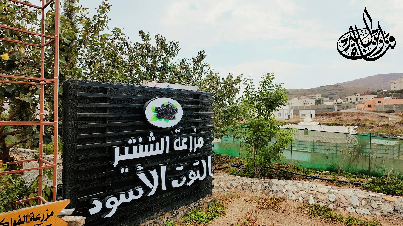 اجمل منتزهات الباحة | مزرعة الشنتير | التوت الأسود |المزارع الريفية | الباحة