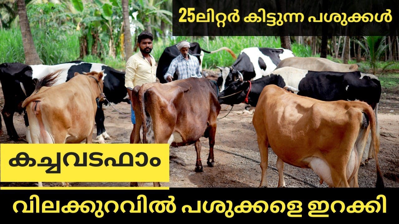 പശുക്കൾ വിലകുറച്ചു വിൽക്കുന്നു😍| cow sale's #youtube #cow #india #dairyfarming #palakkad