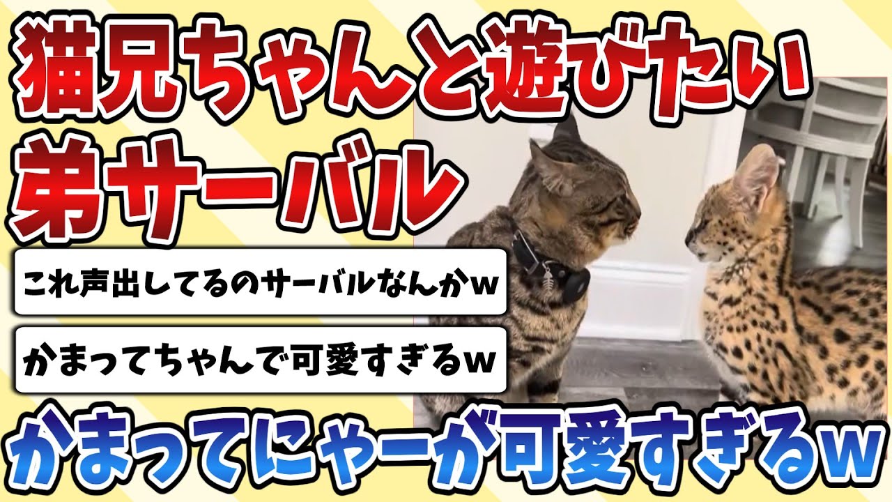 【2ch動物スレ】お兄ちゃんのぬこさんとどうしても遊びたい弟の子供【サーバルキャット】がかまってにゃーにゃー言ってて可愛すぎてしまうｗｗｗ