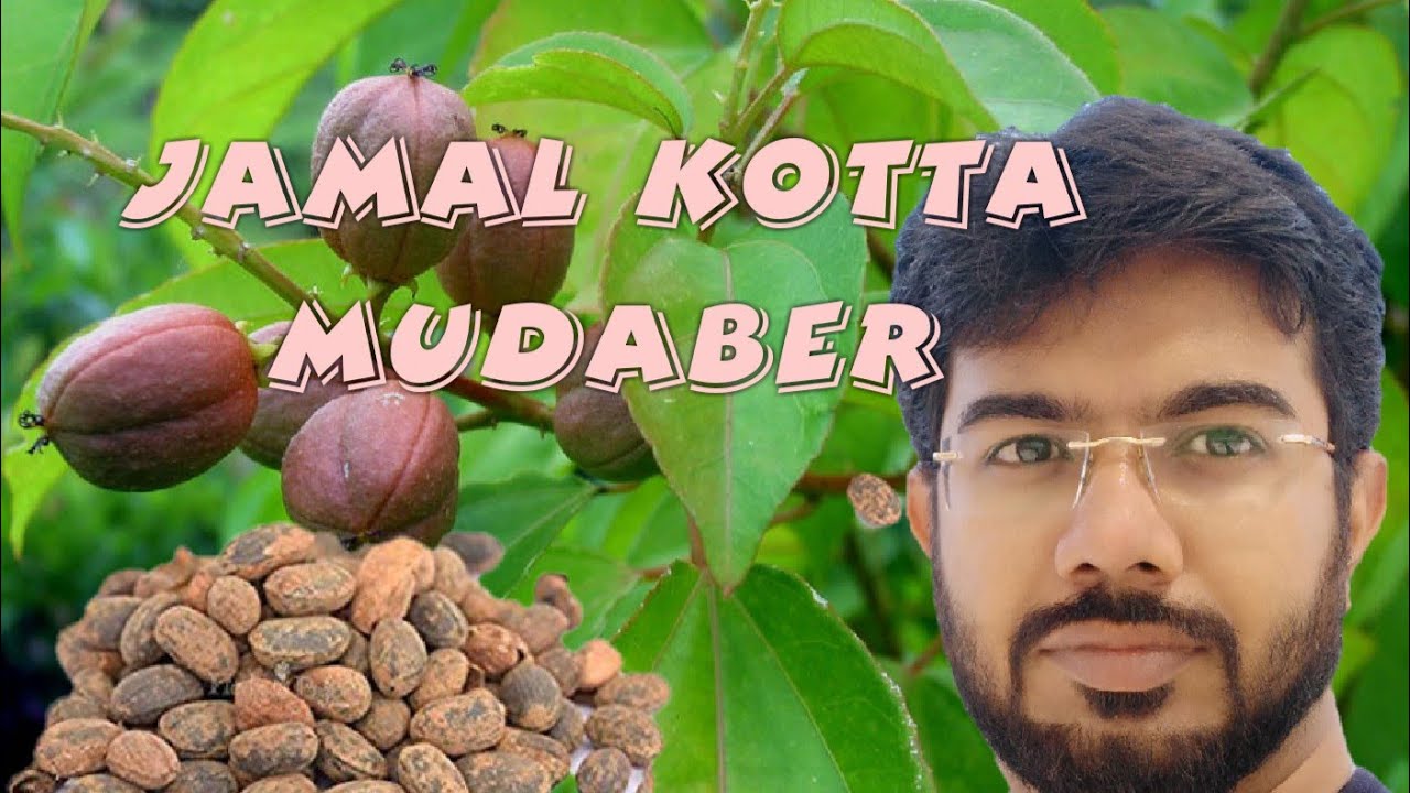 JAMAL KOTTA MUDABER